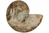 Choffaticeras (Daisy Flower) Ammonite Half - Madagascar #199241-2